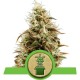 Royal Jack Auto - Royal Queen Seeds
